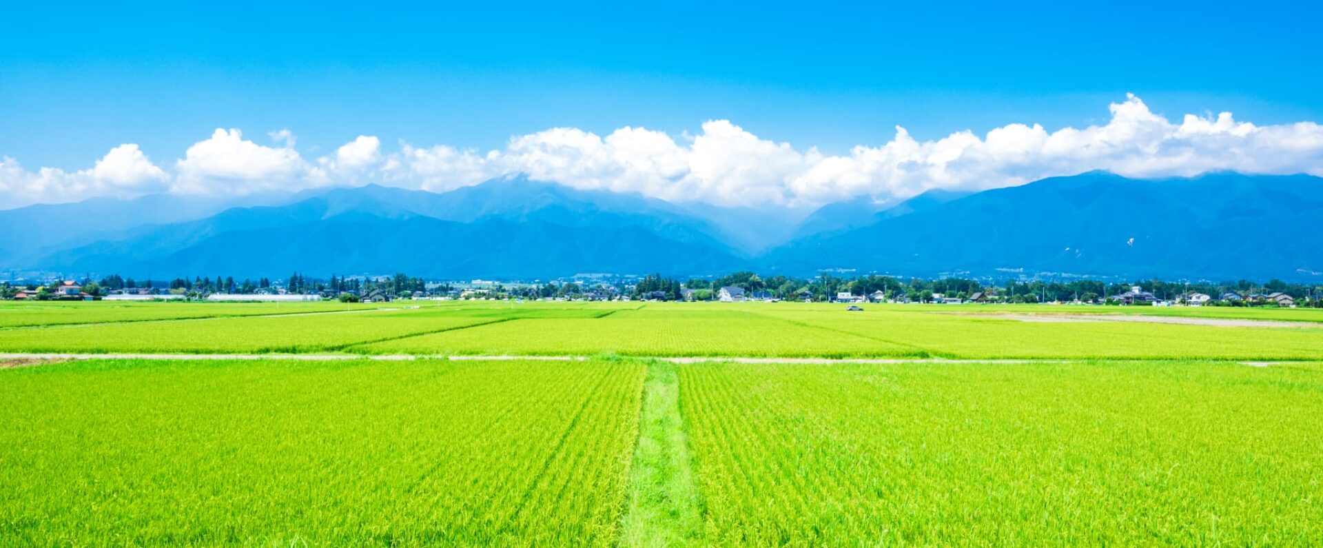 青空と緑いっぱいに広がる田園風景画像