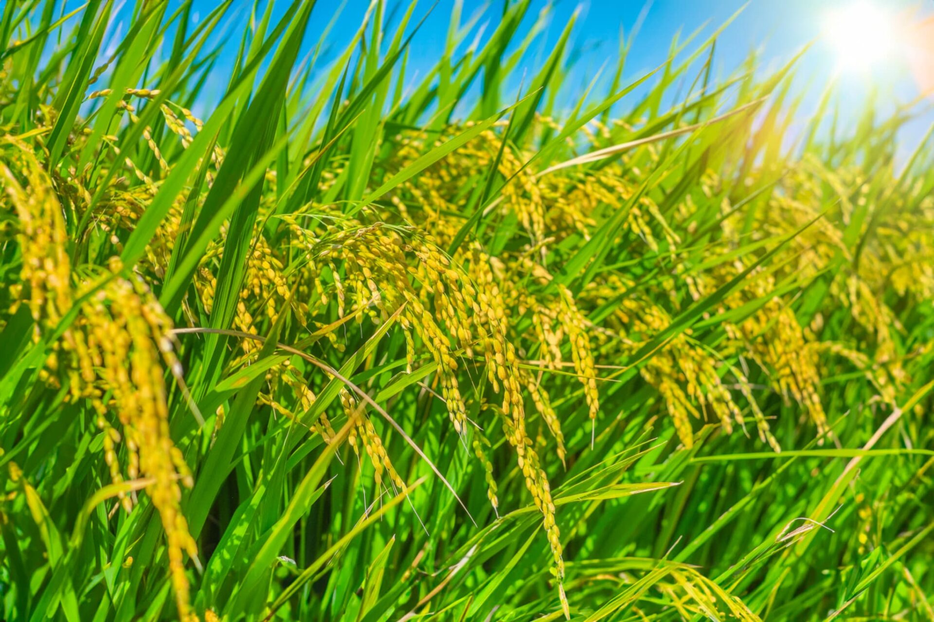 青空と稲穂の画像